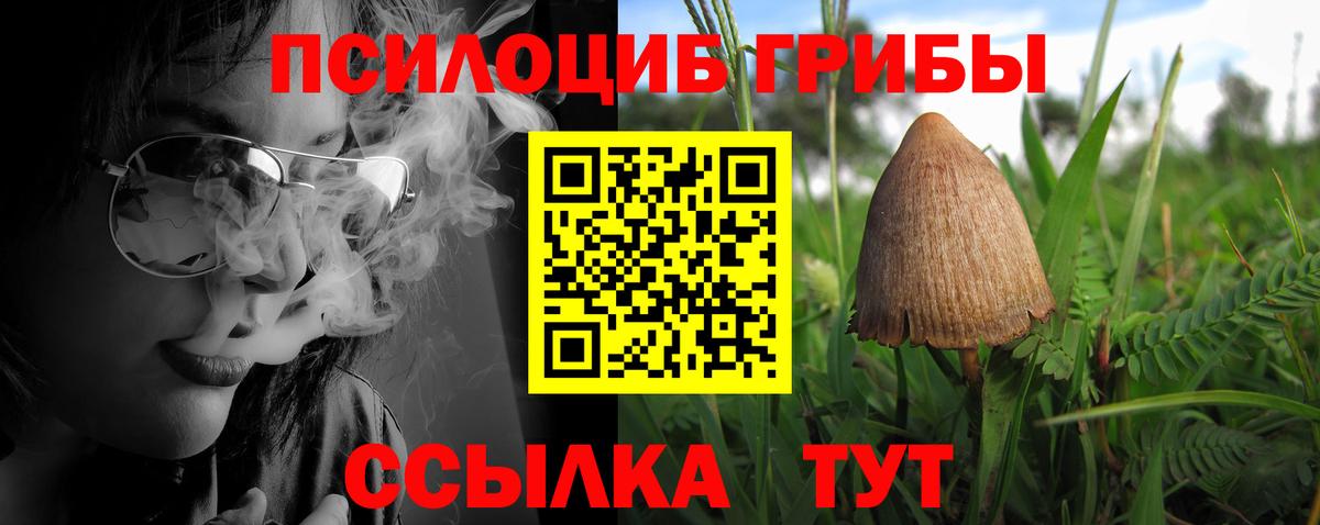 Псилоцибиновые грибы Cubensis Каменка